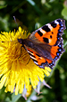 butterfly